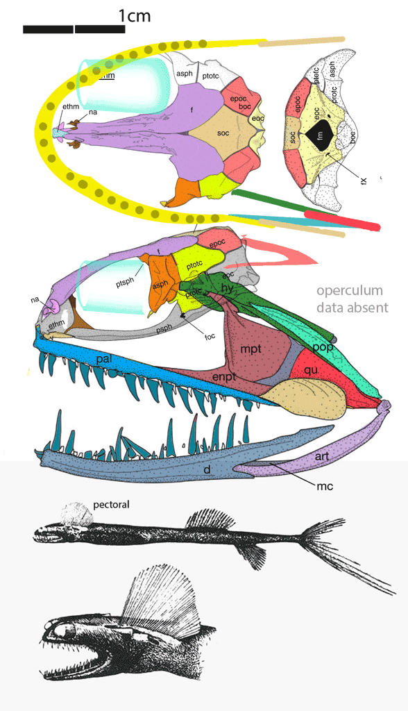 Gigantura skull