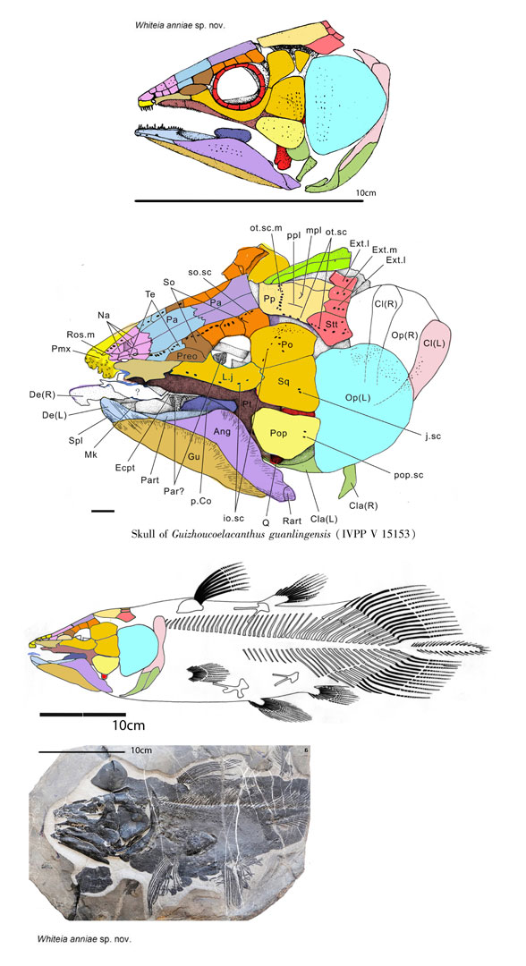 Guizhoucoelacanthus skeleton