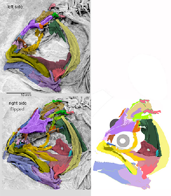 Heteronectes reconstruction