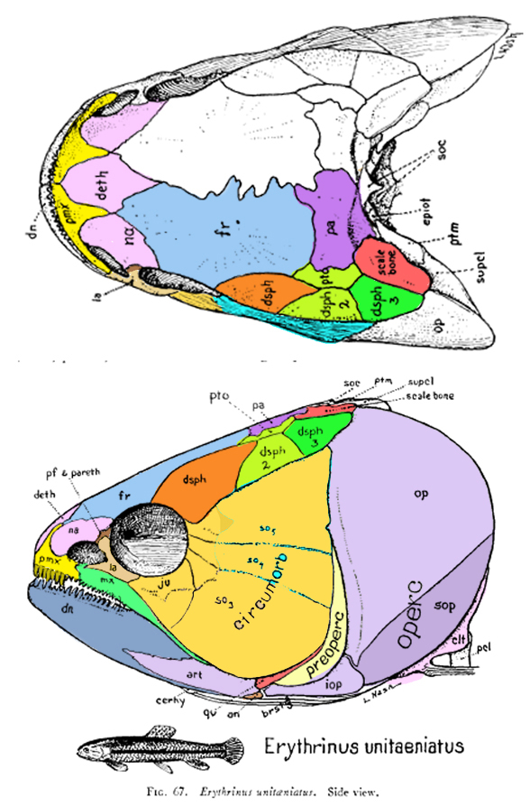 Hoplerythrinus skull diagram