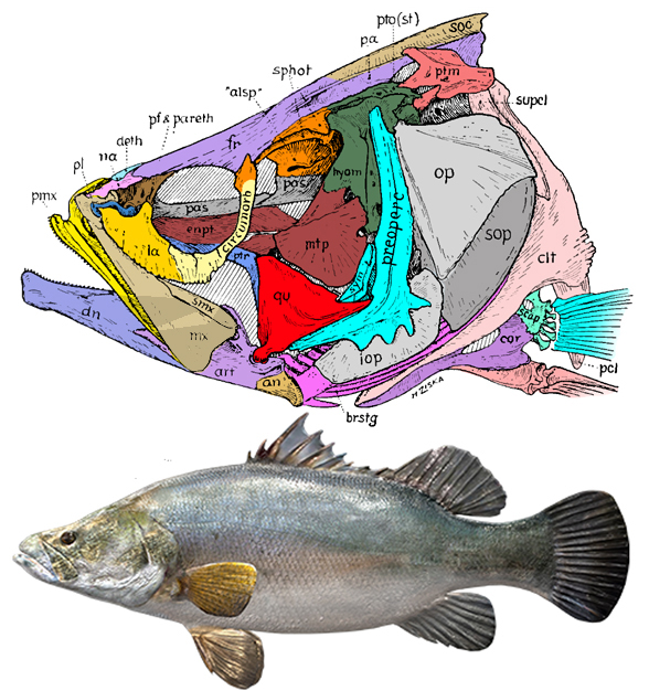 Lates niloticus skull