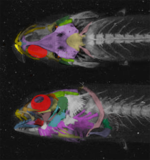 Lepidogalaxias skull