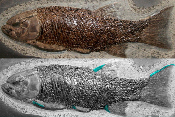 Lepidostes in situ