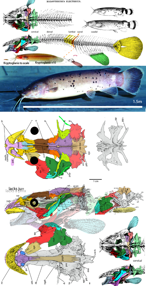 Malapterurus parts