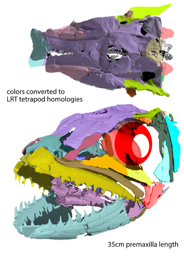 Microornatus skull