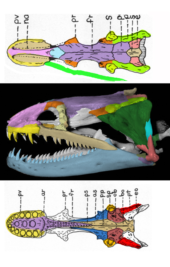 Gymnothorax moray eel skull
