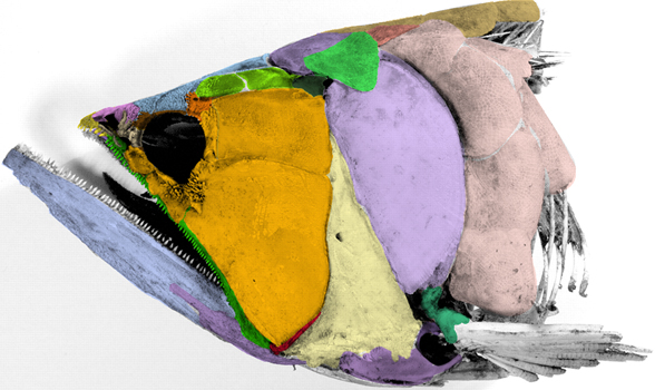Osteoglossum skull