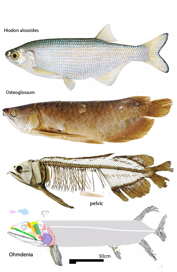 Osteoglossum formossum