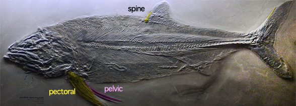 Pachycormus overall