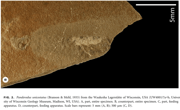 Panderodus in situ