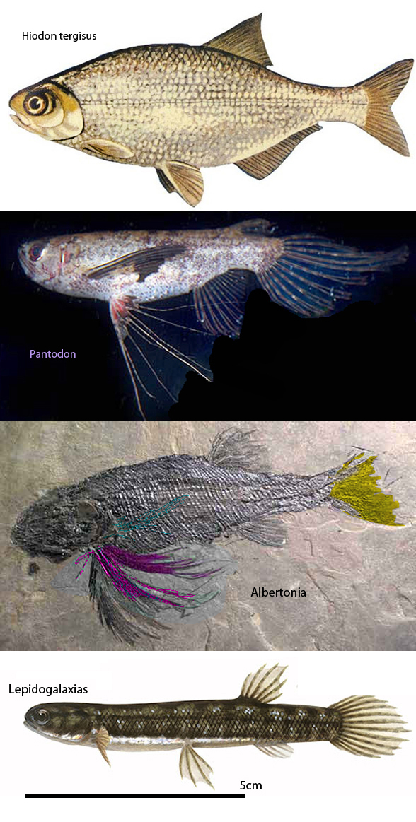 Pantodon in vivo