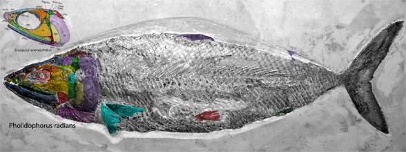 not Pholidophorus