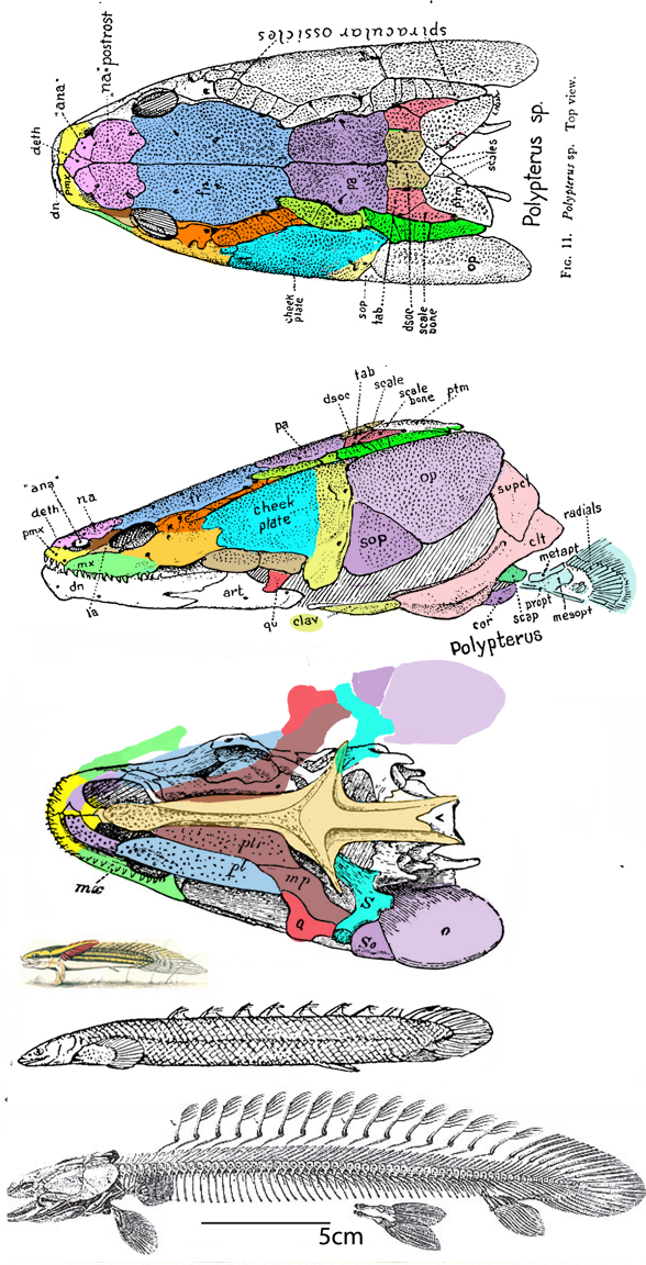 Polypterus