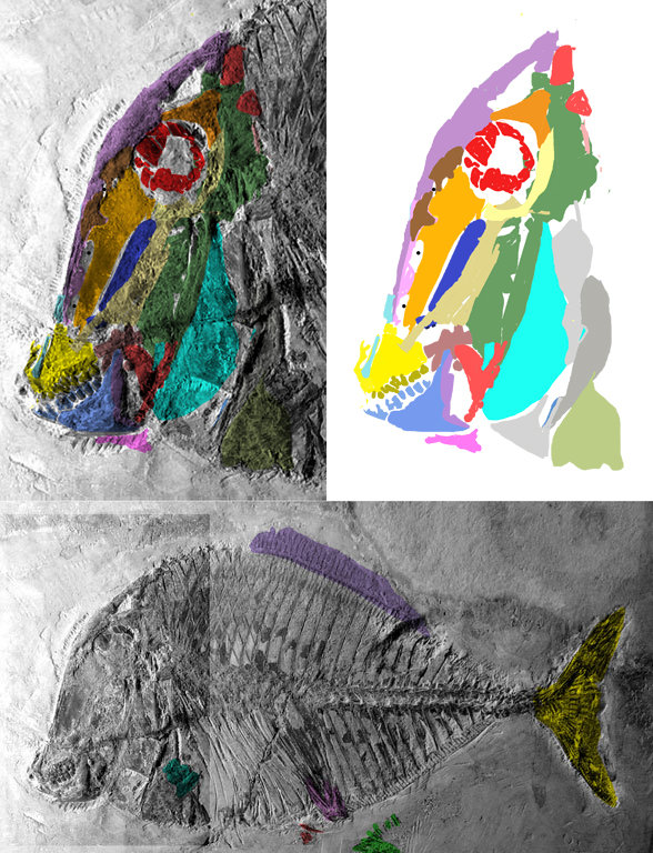 Pycnodus in situ