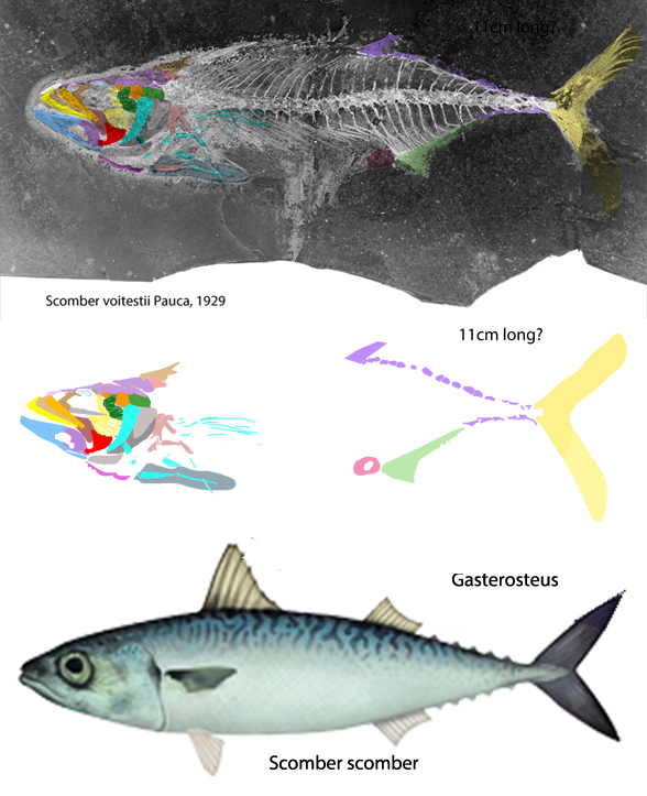Scomber voitestii in situ