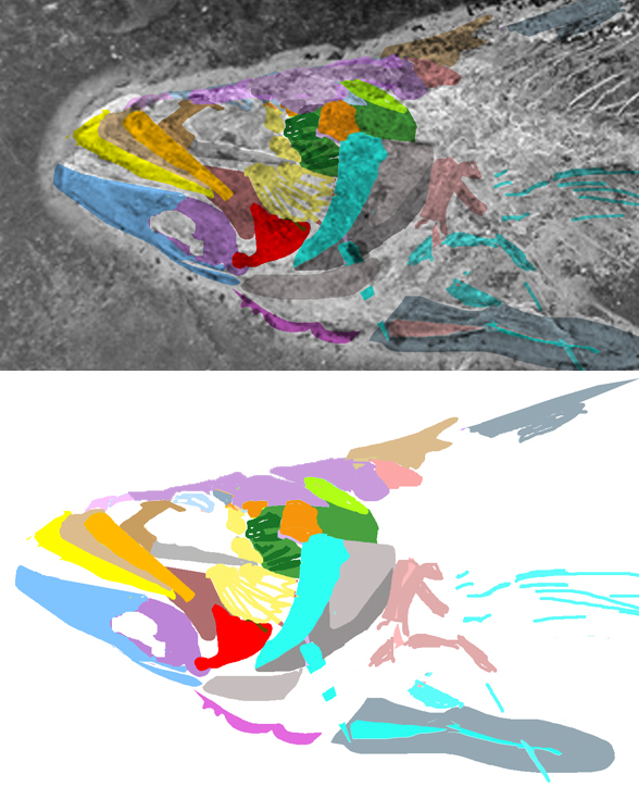 Scomber voitestii skull