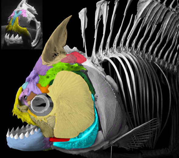 Anoplogaster and Serrasalmus compared