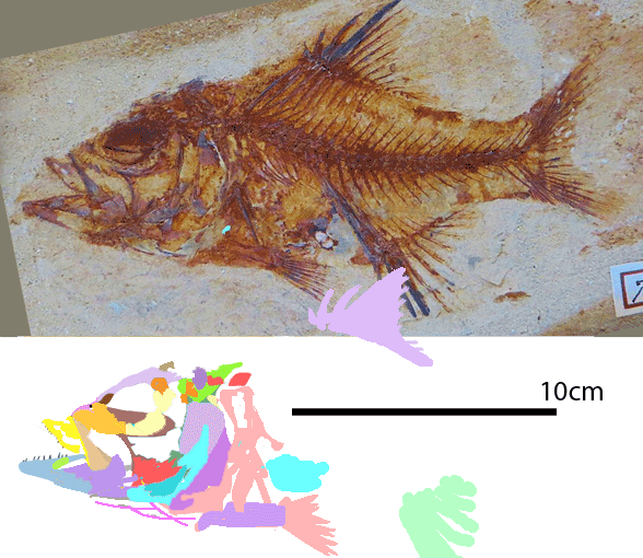 Sphenocephalus