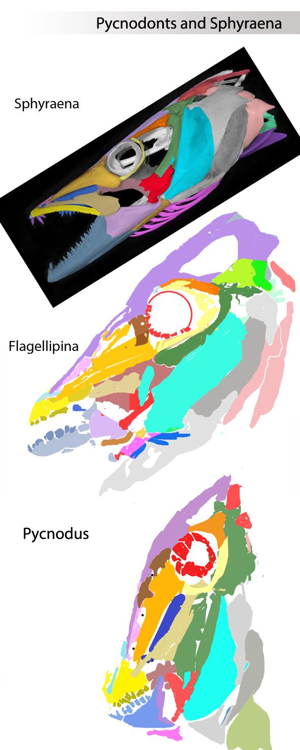 Sphyraena, Flagellipina and Pycnodus skulls