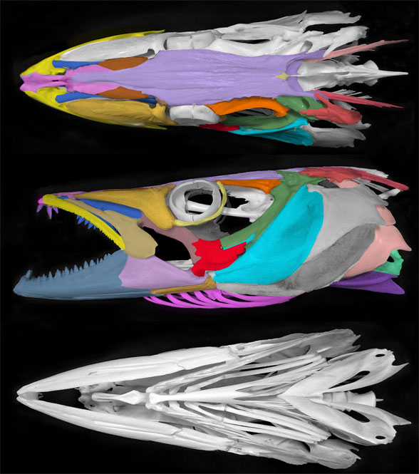 Sphyraena skull
