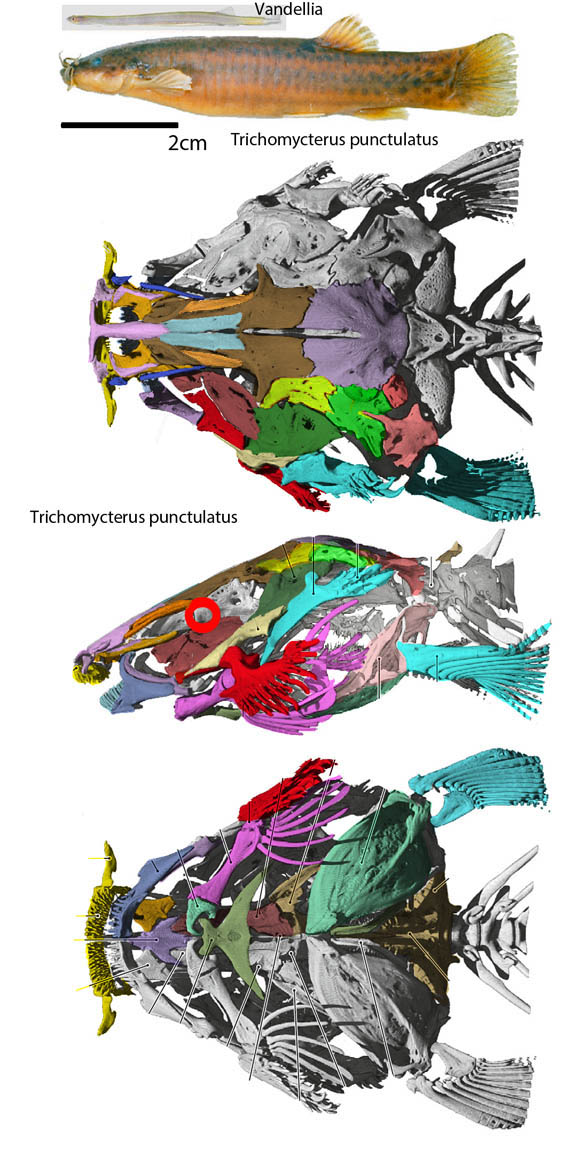 Trichomycterus