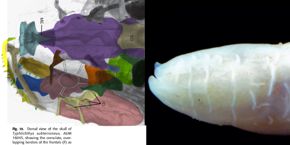 Typhichthys dorsal skull 