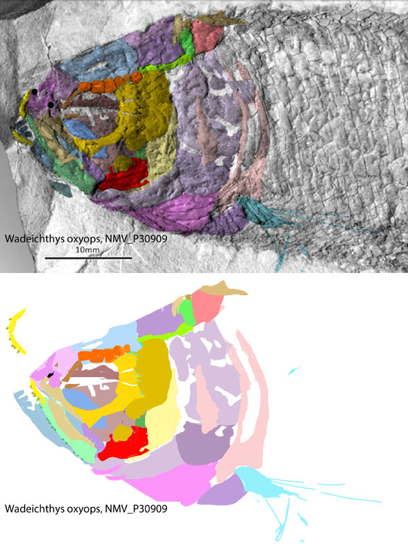 Wadeichthys 2 skull