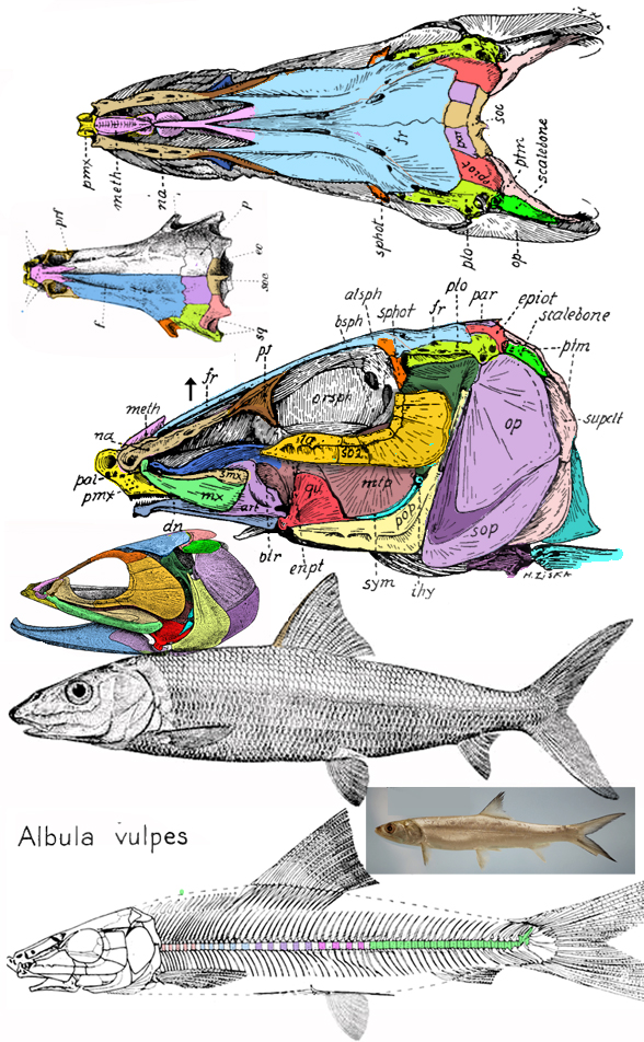 Alubula vulpes skull