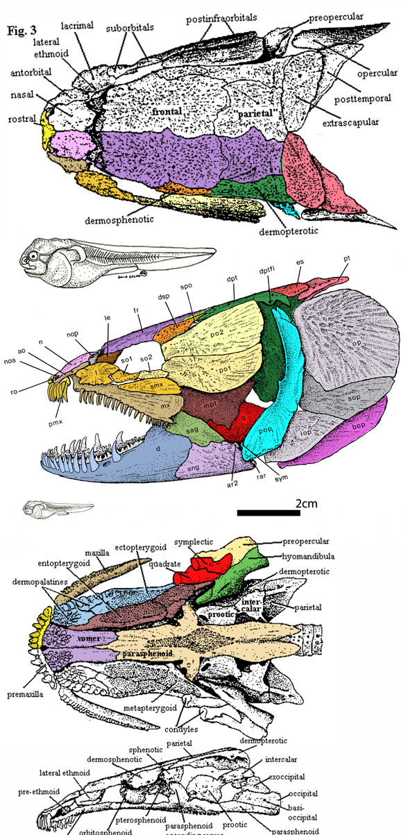 Amia skull