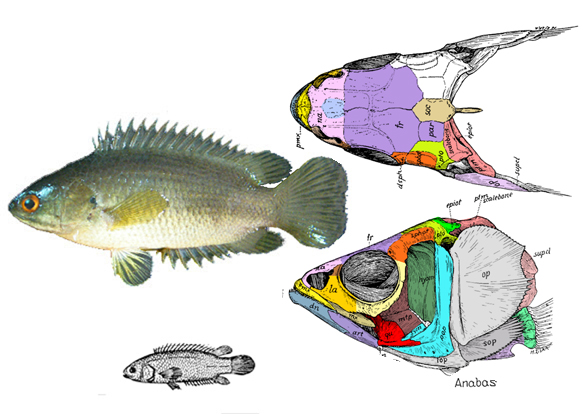 Anabas skull