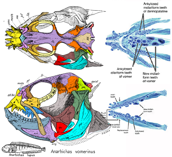 Anarhichas