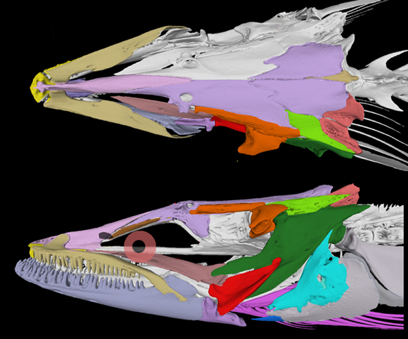 Anguilla real skull