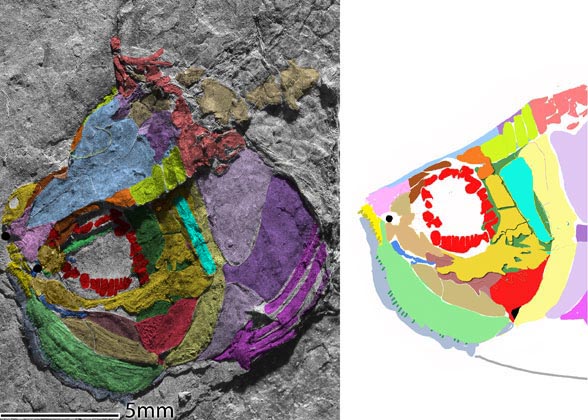 Annaichthys skull