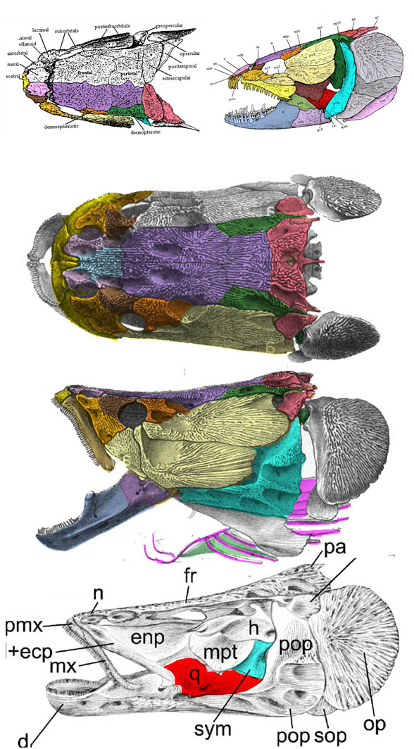 Arapaima skull