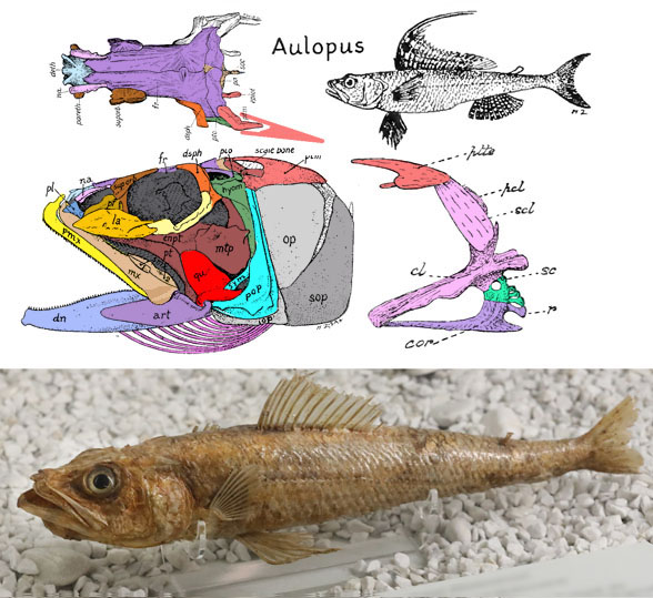 Aulopus