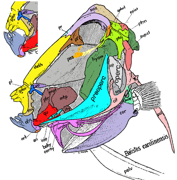 Balistes diagram