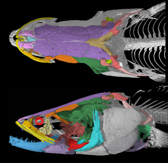 Channa skull