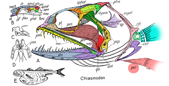 Chiasmodon Black Swallower