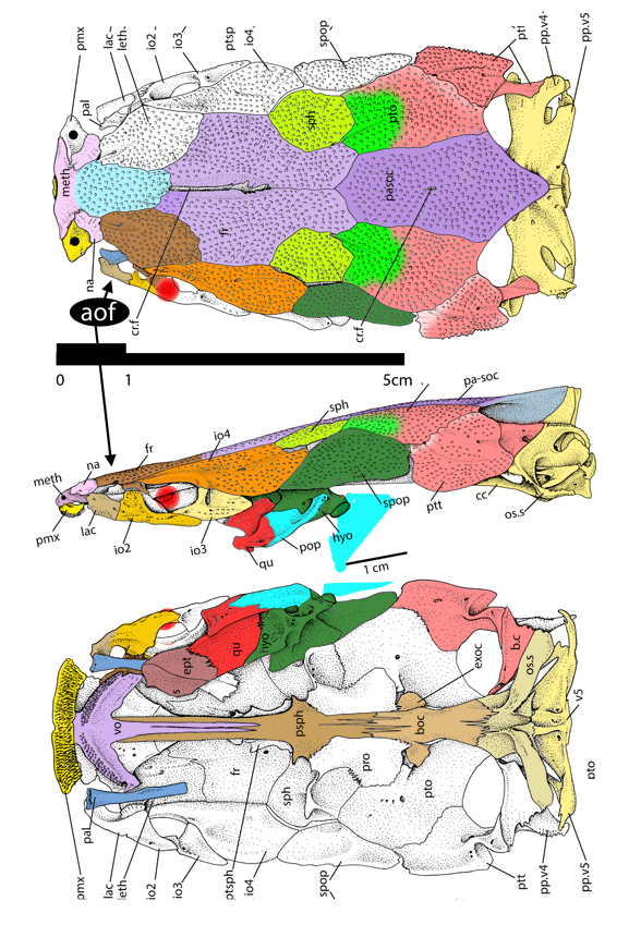 Clarias skull diagram