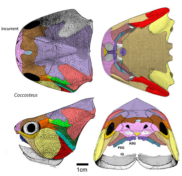 Coccosteus