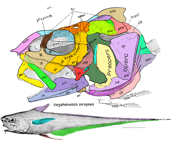 Coryphaenoides