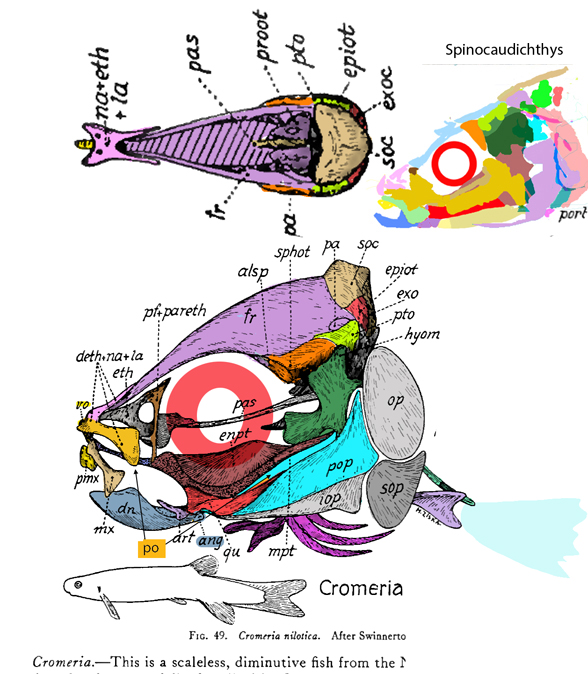 Cromeria skull