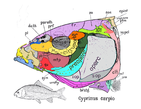Cyprinus skull diagram