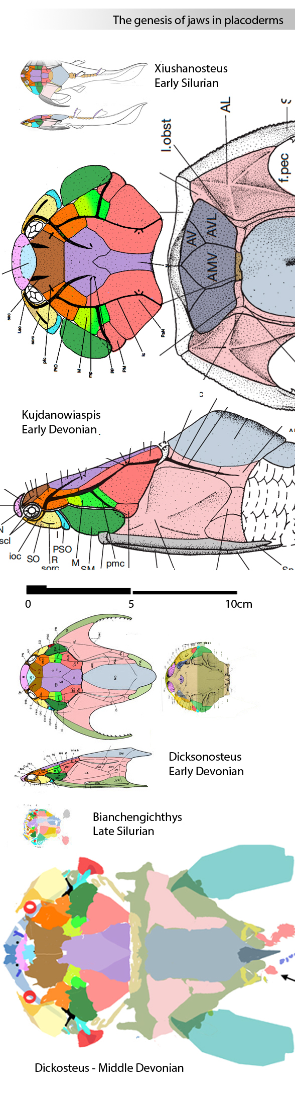 Dicksonesteus, Xiushanosteus, Kujdanowiaspis, Bianchengichthys to scale