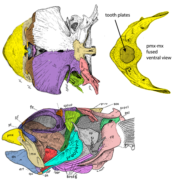 Diodon skull diagram