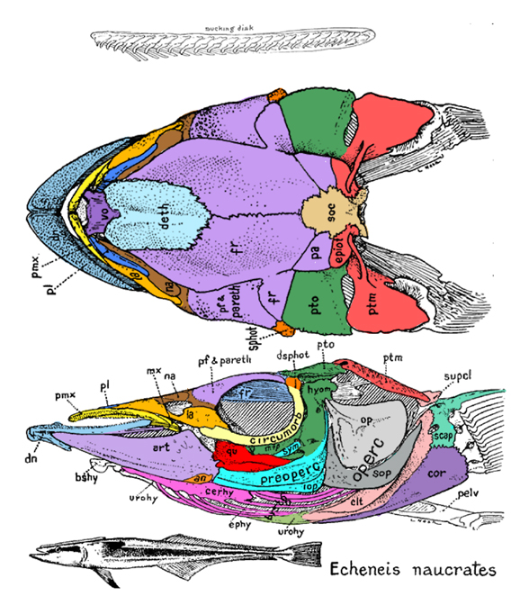 Echeneis skull