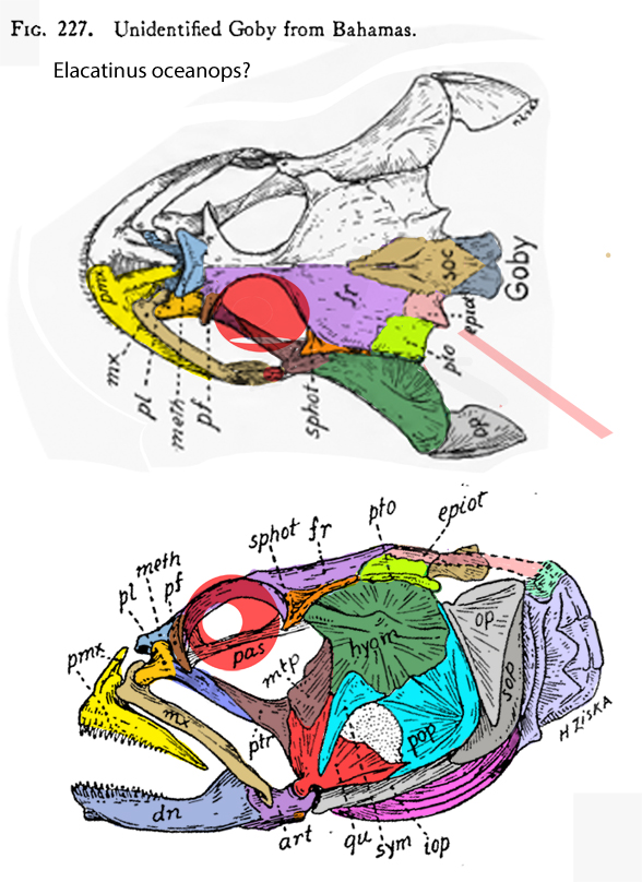 elacatinus skull