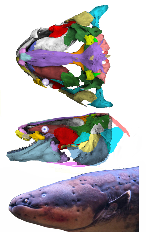 Electrophorus skull