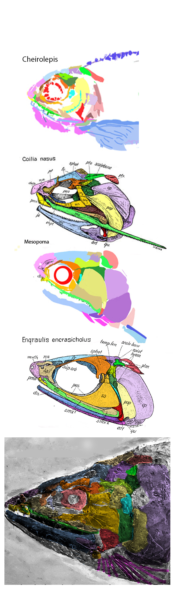 Engraulis skull