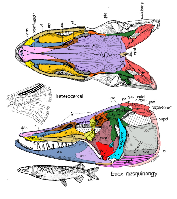 Esox skull diagram
